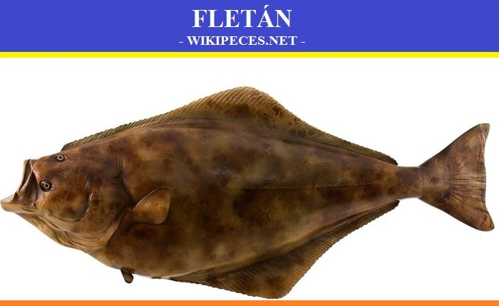 El Fletán - pescado de carne blanca - wikipeces.net