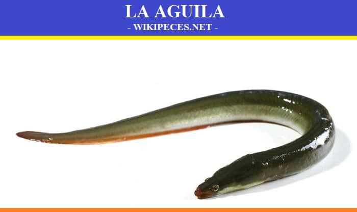 Pescado de carne azul - La anguila - wikipeces.net
