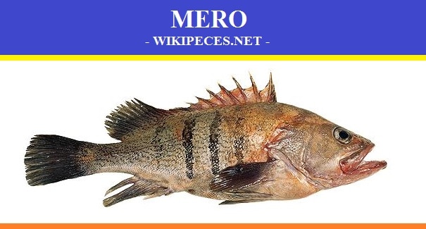El Mero - pescado blanco - wikipeces.net