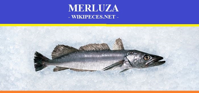 La merluza - pescado blanco - wikipeces.net