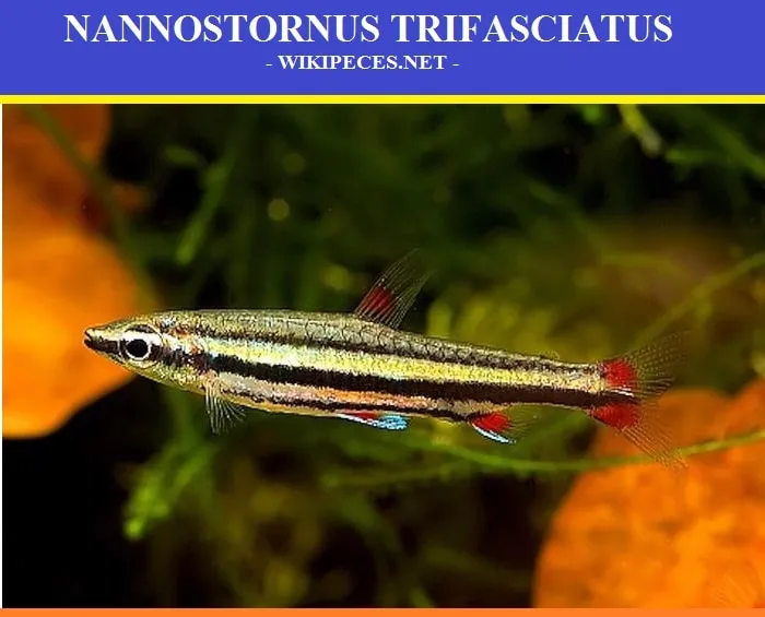 Pez lápiz, Nannostomus trifasciatus - wikipeces.net