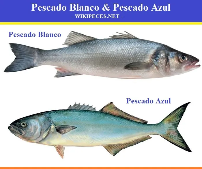 Pescado azul & pescado blanco - wikipeces.net