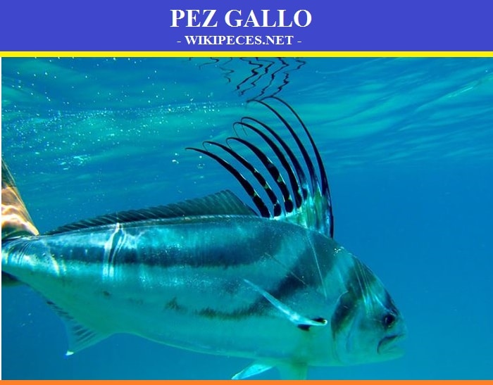 Pez Gallo - pescado de carne blanca - wikipeces.net