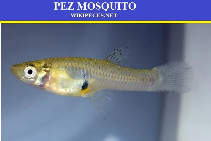 Pez mosquito o Gambusia affinis - wikipeces.net