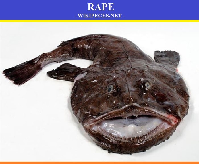 El Rape- pescado blanco - wikipeces.net
