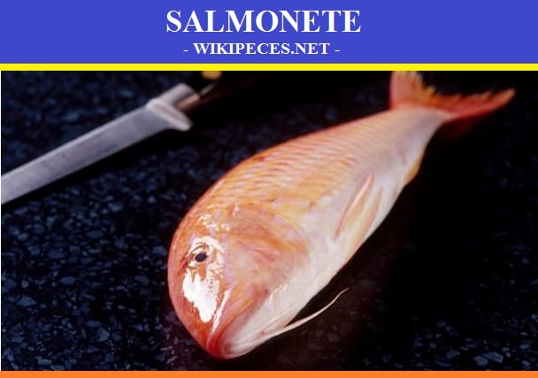 Pescado de carne azul- El Samonete- wikipeces.net