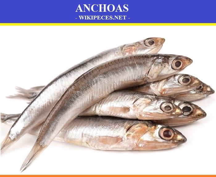 Pescado de carne azul- La anchoa - wikipeces.net