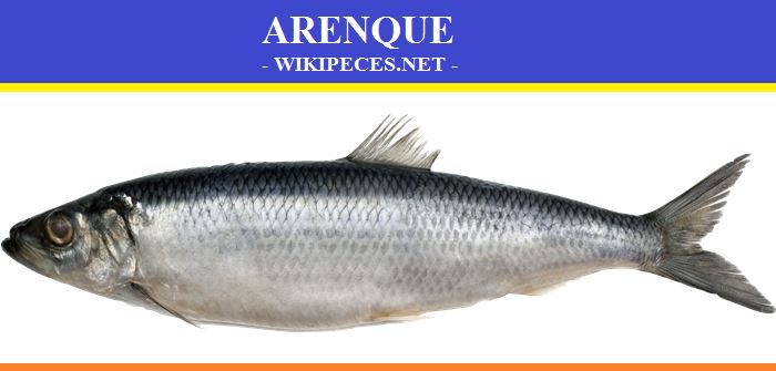 Pescado de carne azul- El arenque - wikipeces.net