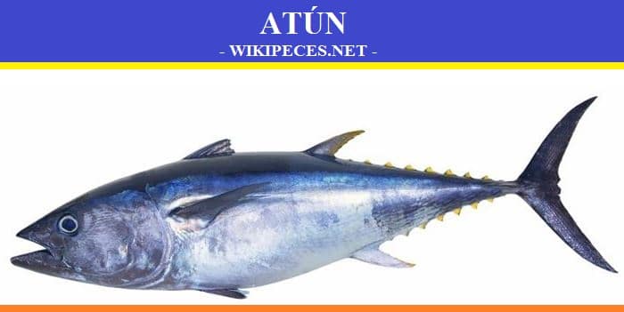 Pescado de carne azul- El atún - wikipeces.net