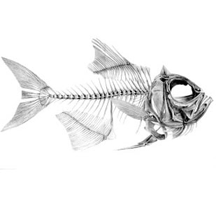 esqueleto de los peces - wikipeces.net