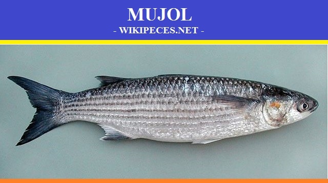 Pez mujol - pescado azul - wikipeces.net