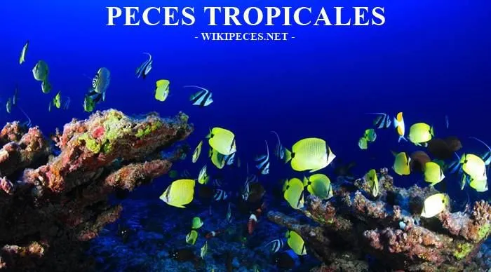 Peces tropicales para tu acuario - wikipeces.net