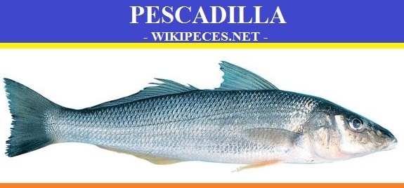 La Pescadilla - pescado blanco - wikipeces.net
