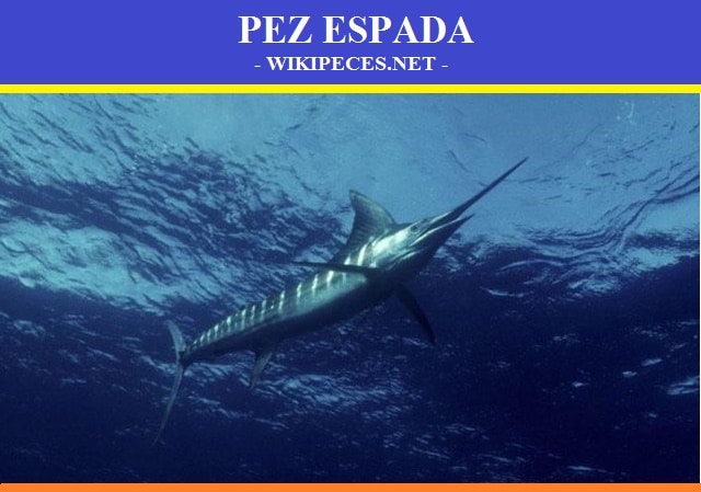 pez espada - pescado azul - wikipeces.net