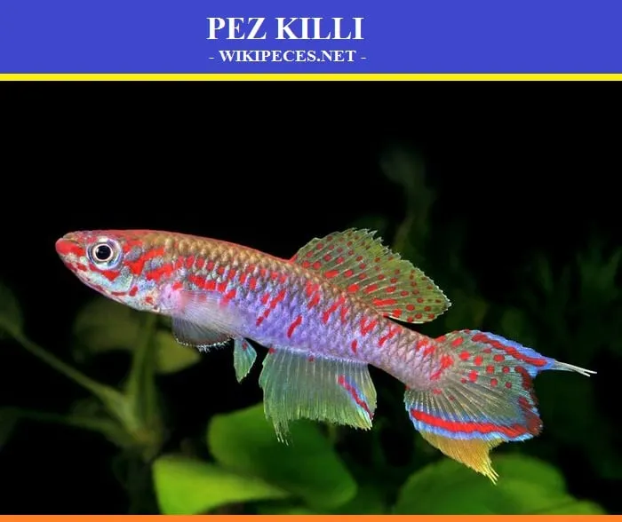 pez killi, Nothobranchius korthausae - wikipeces.net