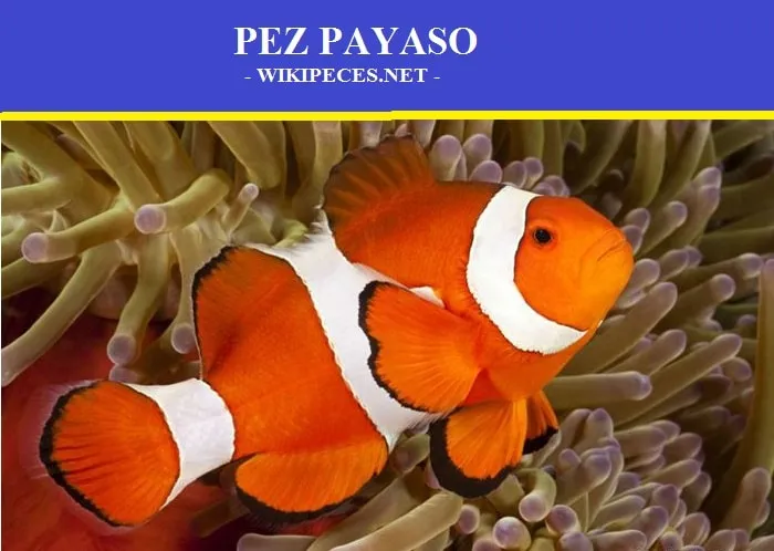 pez payaso - Amphiprioninae - wikipeces.net