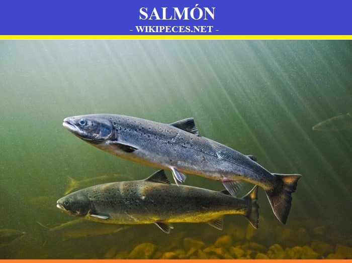 Pescado de carne azul- El salmón - wikipeces.net