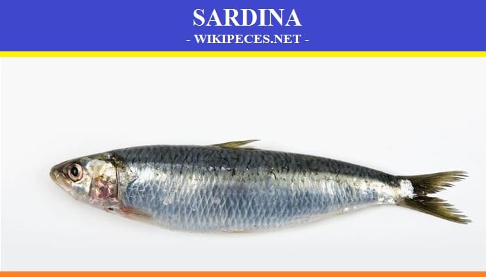 Pescado de carne azul- La sardina - wikipeces.net