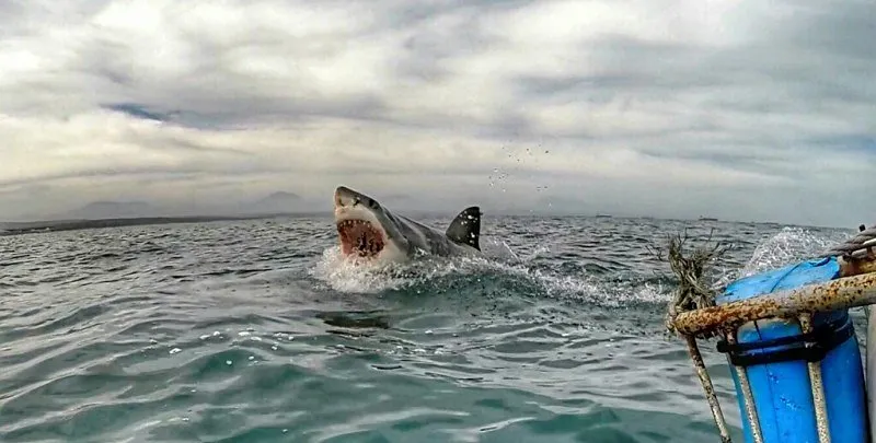 Ataque de tiburón blanco - wikipeces.net