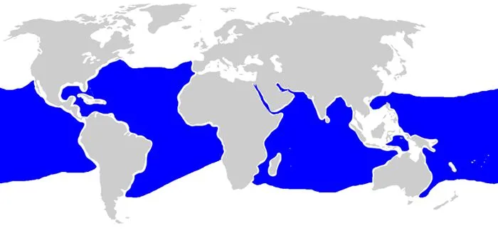 Carcharhinus longimanus Hábitat - wikipeces.net