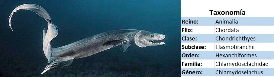 Tiburon anguila taxonomia - wikipeces.net