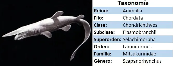 Tiburon nariz de espada - wikipeces.net