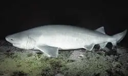 Tiburón Cañabota.