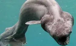 Tiburón anguila.