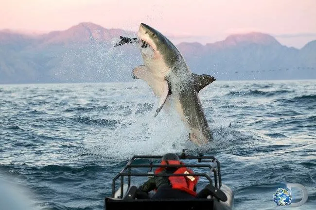 Tiburón blanco cazando - wikipces.net