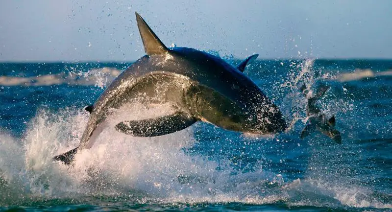 Tiburón blanco saltando a por una foca - wikipeces.net