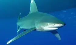 Tiburón Oceánico de Puntas Blancas.