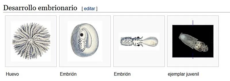 desarrollo embrionario del chipiron - wikipeces.net