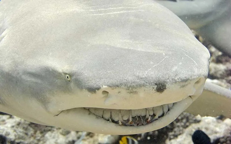 dientes tiburón limón - wikipeces.net