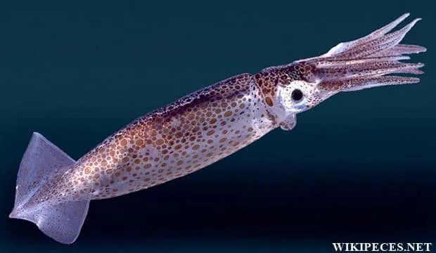 forma del calamar o chipirón - wikipeces.net