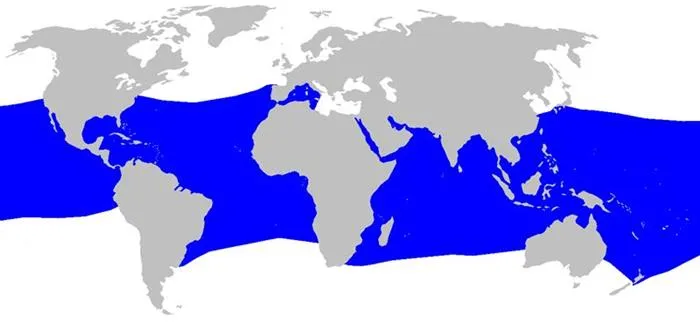 habitat del tiburón zorro - wikipeces.net