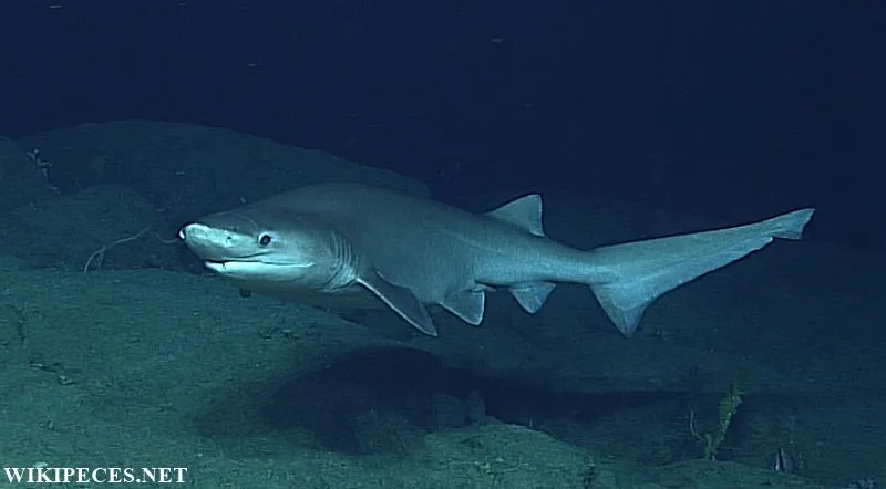 tiburon cañabota gris - Hexanchus griseus - wikipeces.net