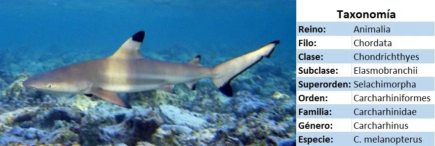 tiburon de puntas negras taxonomia