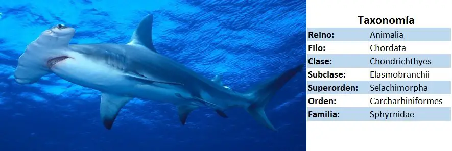 tiburon martillo - tiburon cornuda - esfírnido - taxonomia