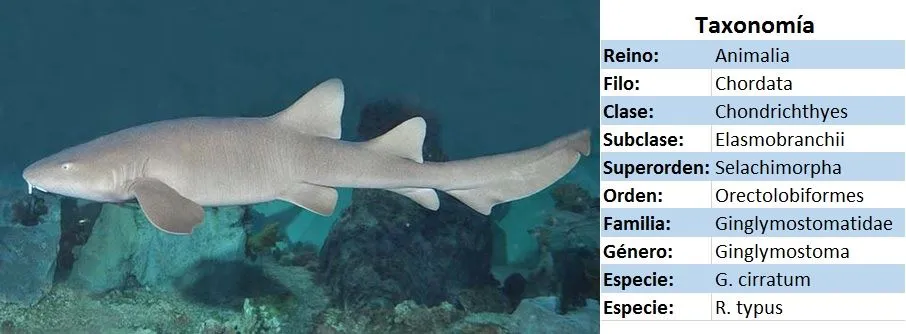 tiburon nodriza taxonomia - wikipces.net