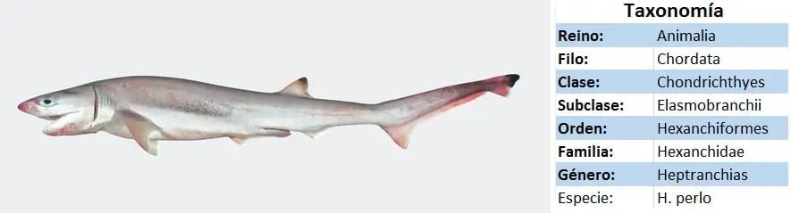 Tiburon siete branquias - Heptranchias Perlo - taxonomia - wikipces.net
