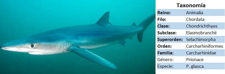 tiburon tintorera - tiburon azul - taxonomia