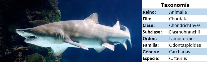 tiburon toro taxonomia