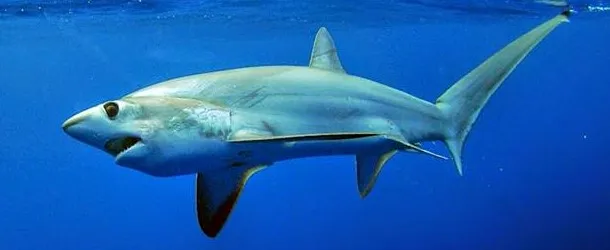 tiburon zorro de ojos grandes - wikipeces.net