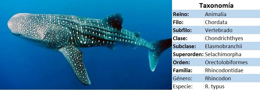 tiburón ballena taxonomia - wikipeces.net