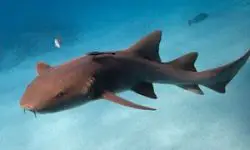 Tiburón Nodriza.