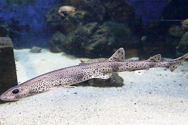 Tiburón tintorera - wikipces.net