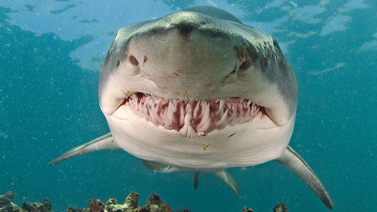 tiburón toro - Carcharias Taurus - peligroso - wikipeces.net