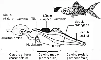 Cerebro de los peces - wikipeces.net