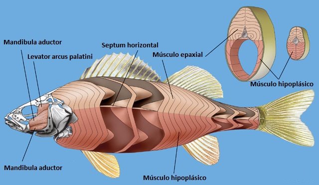 Principales músculos de los peces - wikipeces.net