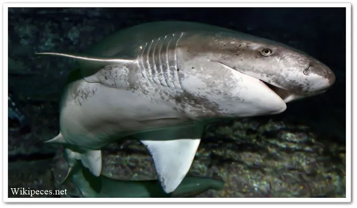 branquias del tiburón - wikipeces.net